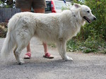 Dingo Guy Left 1 small