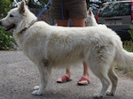 Dingo Guy Right small