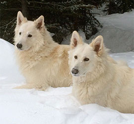 Rose Valley White Shepherds