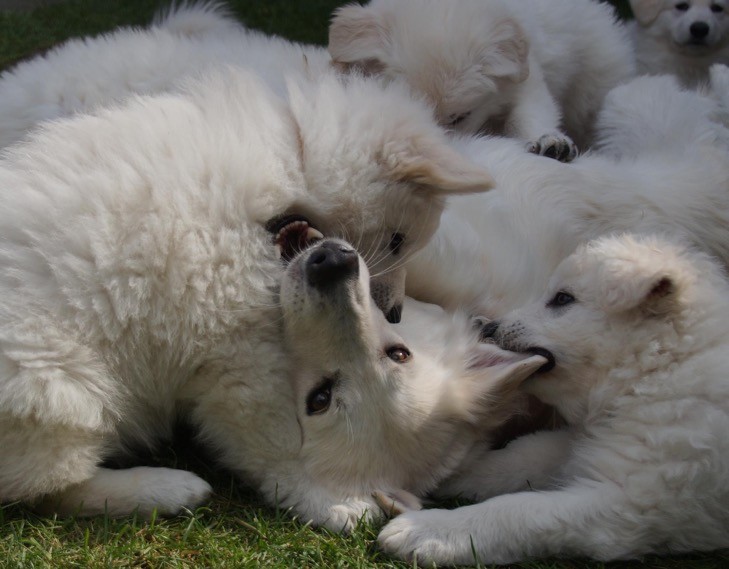 White Swiss Shepherd Puppies Rose Valley White Shepherds