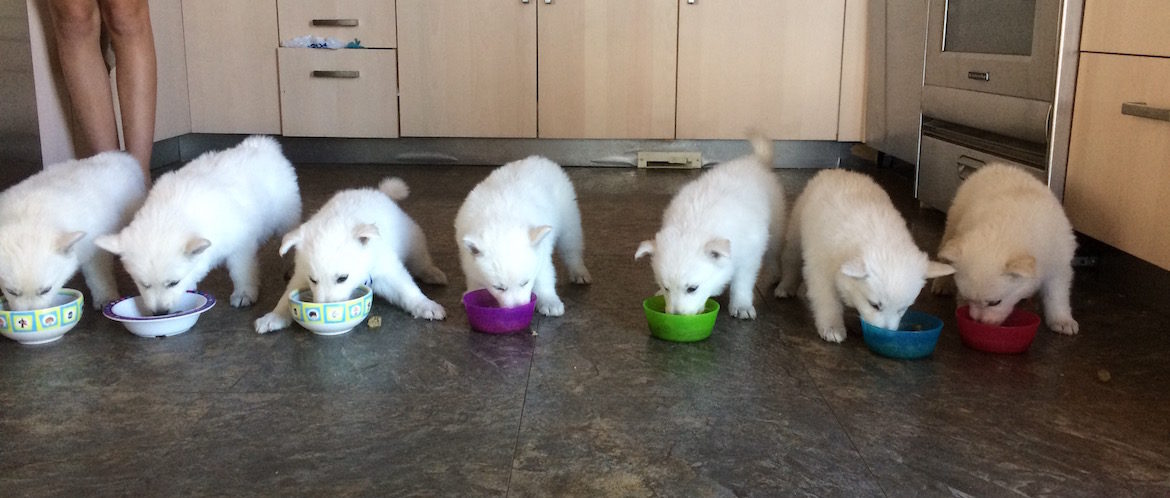 F Litter Puppies Rose Valley White Shepherds