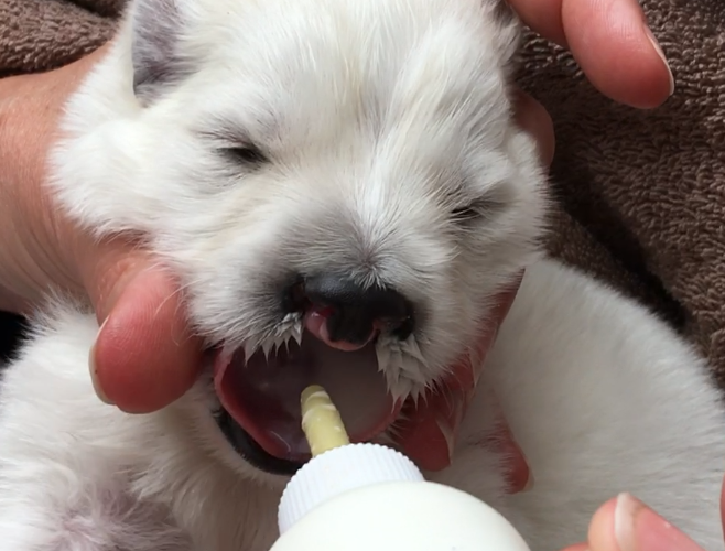 sqeezing milk on Cliffords tonque