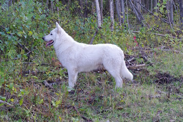 Patriot White Swiss Shepherd – Male – Stud - Rose Valley White Shepherds