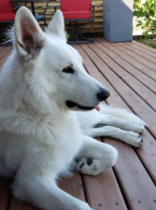 breeds white swiss shepherd malefemale difference